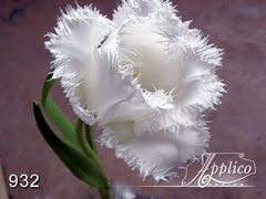 Фреска 932