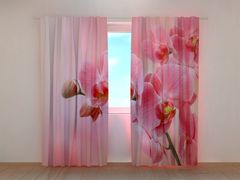 Pink orchid